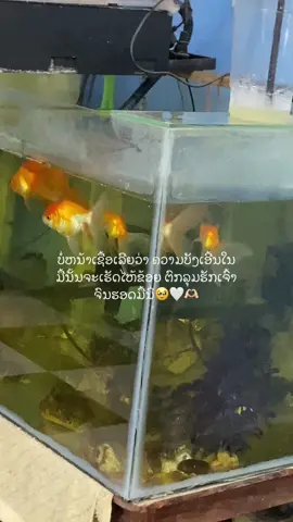 #เทรนด์วันนี้ #ດັນຂື້ນຫນ້າຟິດທີ່💗😘 ເປີດກັນໄຫ້ແນ🫰🏻🥰