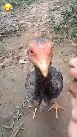 😂😂😂#comedy #humor #comedyvideo #animals 
