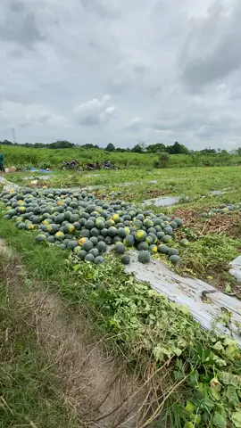 Pokoke moh kerjo aku #semongko🍉🍉🍉🍉🍉🍉🍉 