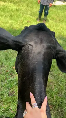 The Cow Runs the Farm Now 🐄👑😂#caw #fyp #foryou #animals 