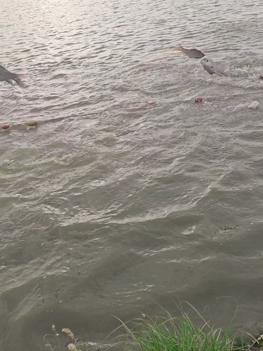 #foryou #fish catching video @Jam Brand💪 @amir 