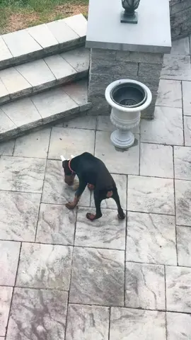 Bad dog things #doberman #dog #fyp #eastcoast #Summer