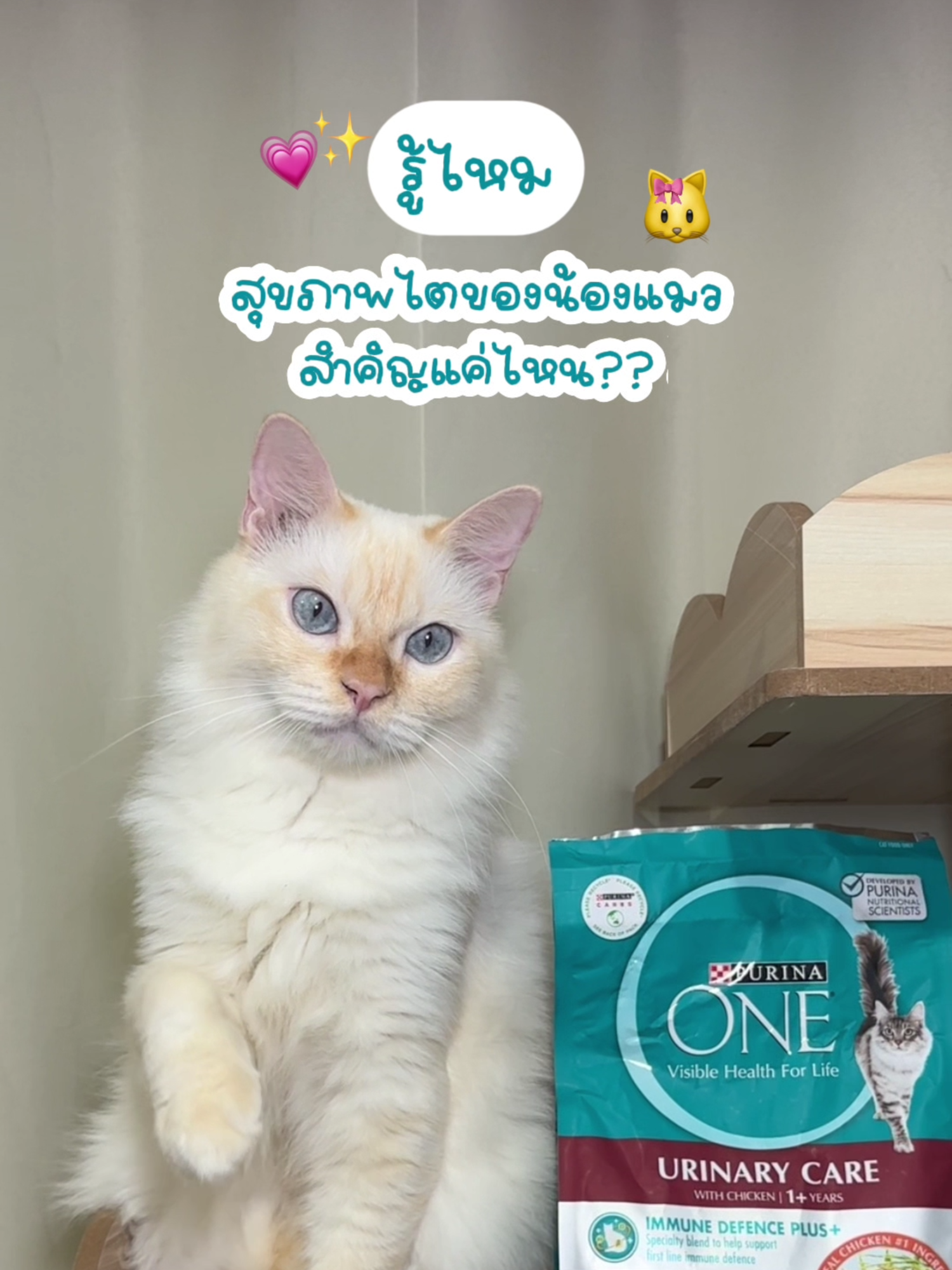 รู้ไหม? สุขภาพไตของน้องแมวสำคัญแค่ไหน?? 🐱🩵 กดตะกร้า เพียวริน่า วัน สูตรยูริน่ารี่ แคร์ ไปให้น้องๆลองกันได้เลย ตอนนี้เขามีขนาด 6.6 กิโลกรัมแล้วนะ ช้อปด่วน! #PurinaOneTH #สุขภาพดีมีได้ทุกONE #PurinaOne3WeekChallenge #เพียวริน่าวัน3สัปดาห์ท้าลอง #purinaoneurinarycare