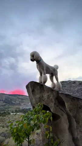 Poodles are such a fun breed 