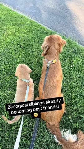#Siblings #fyp #goldenretriever #puppy #bestfriend 