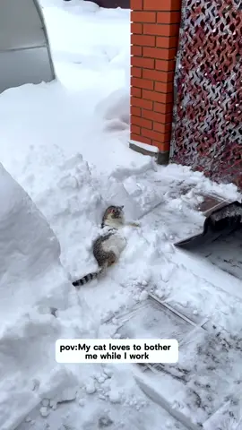 My cat is interrupting my work.#funnycats #funnyanimals #petvideos #cat #catsoftiktok #fyp #usa #longervideos