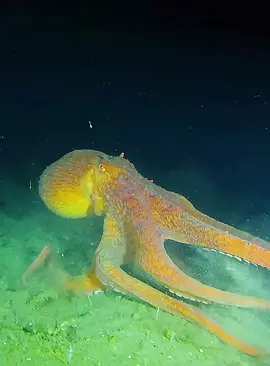 #fyp #wildlife #animalsworld #foryoupage 