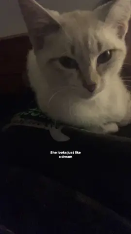 #lyrics 