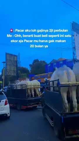 siap salah.... #sapitrend #sapijumbo 