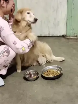 #Anjing ini Berhasil Membuat Pemiliknya Menangis Karna Sikapnya🥺❤ #kontenhibiran😻🎊🎈🎭 