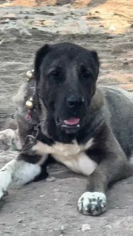 Yeni gelmedim , geri geldim..