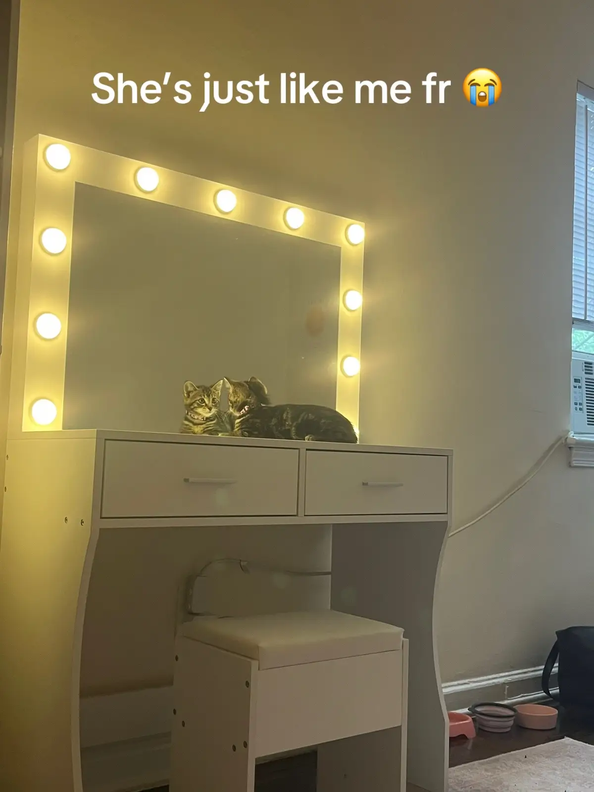 Iconic diva baby princess #fyp #cat #xyzbca #cats #catsoftiktok 