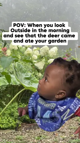 The deer can eat your whole garden up in one night #gardening  #garden  #homesteading  #deer 