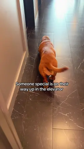 Is it santa paws in August? 🎅🏻  #funnydog #bassethound #granddog #nycdogs #apartmentdog