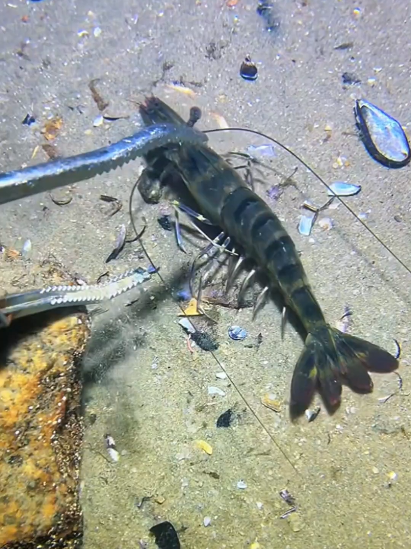 #diving #crab #catchthesea #seaside #seafood 