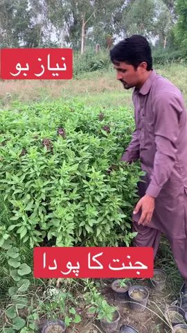 نیاز بو جنت کا پودا#viral #fypシ #garden #plantslover 