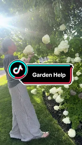 Please give me all your #garden advice! Especially about #hydrangeas and a huge thank you to @Babo Botanicals Shop for inspiring me to get outside 🩶