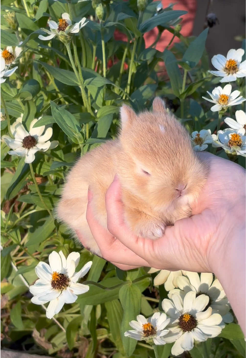 Such a gorgeous little baby bunnies, she’s so sweet 🥹💕 #babybunny #fyp 