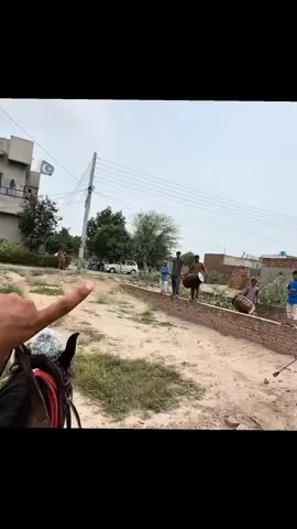 #turabsabtain #shehrmaindehat #hammadpethouse #petvlog #animals 