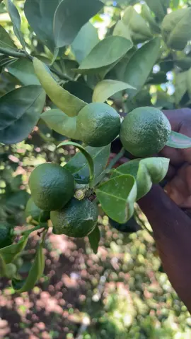 🌳 L’arboriculture, notre domaine d’expertise ! Admirez nos orangeraies à Sirakoro 🍊 👉 Des ramifications impressionnantes 👉 Des fruits en pleine formation 👉 Résultats obtenus grâce à notre programme de boostage 🌱 L’efficacité se prouve sur le terrain ✅☘️ #Arboriculture #Agrumes #Sirakoro #AgricultureModerne #AgroBusiness #Boostage @Brehima 15 @Coulibaly Agro business @agservice1213 @AGRO-DEM 🍅🍅🍅 