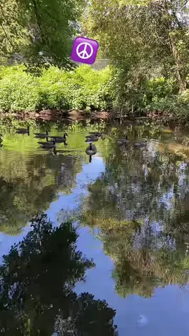 Peaceful #peace #fyp #foryou #foryoupage #fypシ #park #stamfordct #newsworld #peaceyoucantbuy 