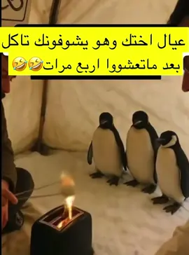 #عيال اختك لمن تجي تتعشى 