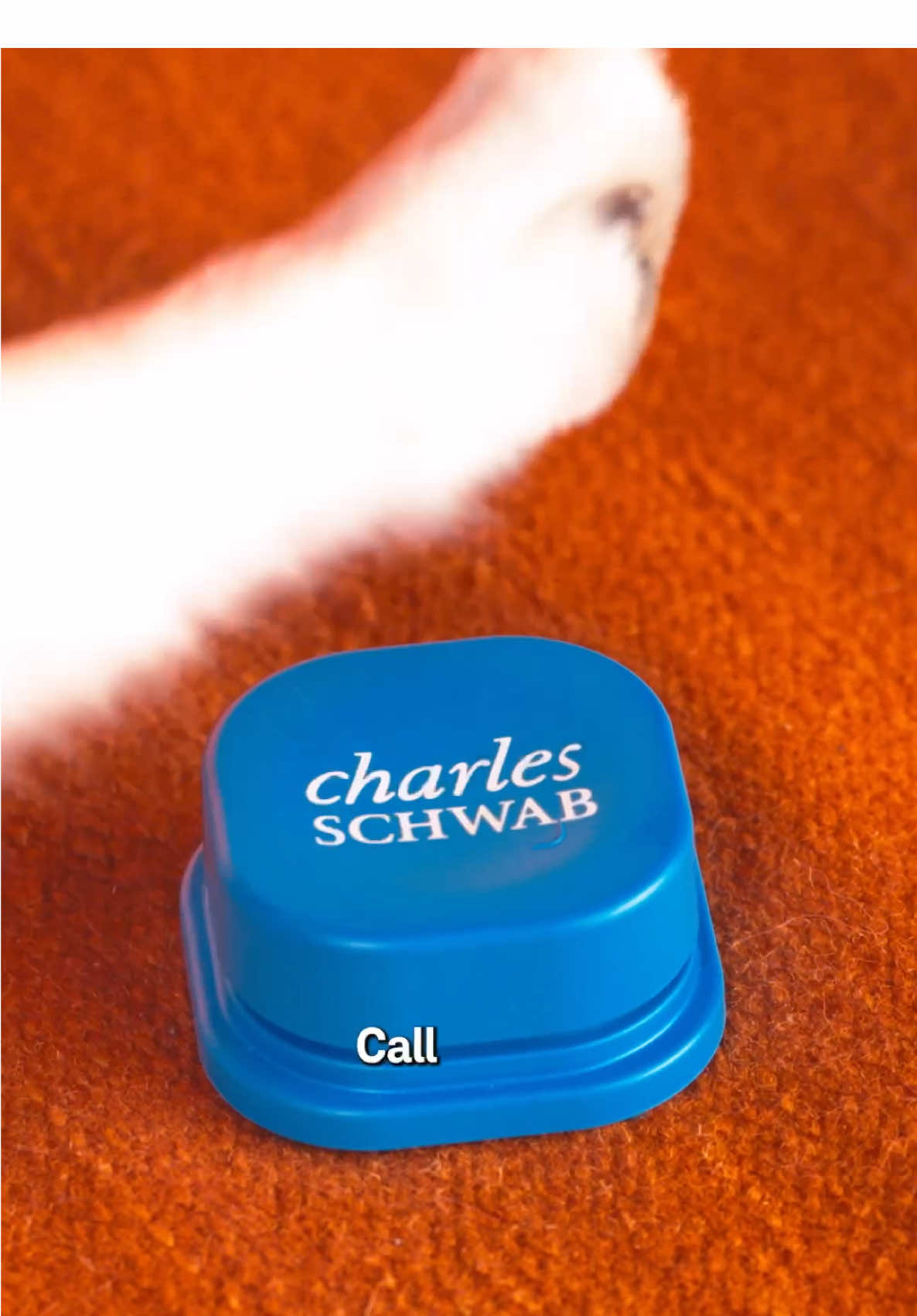 Sometimes you know you could have done better. Same goes for where you invest. Level up and invest smarter with @Charles Schwab #PetPeeves  This content was sponsored by Schwab. The pet's owner is not a Schwab client and was compensated for their participation. Not all experiences at Schwab will be the same and there’s no guarantee of future success. Investing involves risk, including loss of principal. #ad