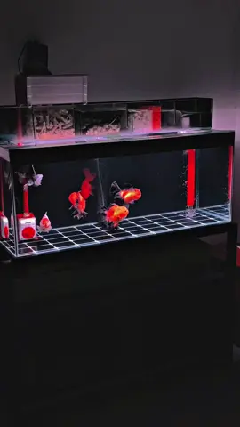 Last stok #goldfishindonesia #goldfishclub #goldfishcommunity #idamansquad • #goldfishcikarang #koki #typジ #fypシ #ikankokijakarta #ikankokitangerang #goldfish #ikankokipanda #cinematic #ikankokitegal #CapCut #tikankokiranchu #ikankokibanten #ikankokisemarang #ikankokipalembang #ikankokilampung #ikankokimojokerto