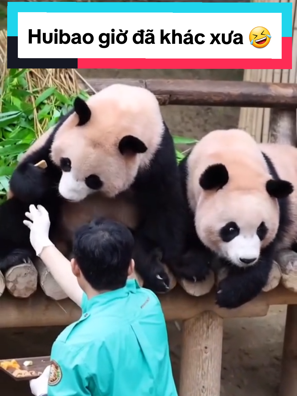 🗓 19/8/2025 Hui của ngày xưa: cà rốt để cạnh wotou là có khi Hui không thèm ăn cà rốt  Hui của hiện tại: tay cầm chặt wotou không cho ông lấy lại 😁 #songbao #kangbaosongbao #ruibao #루이바오 #huibao #후이바오 #ruibaohuibao #ruibaohuibaoandgrandpa #fubaofamily #baofamily 