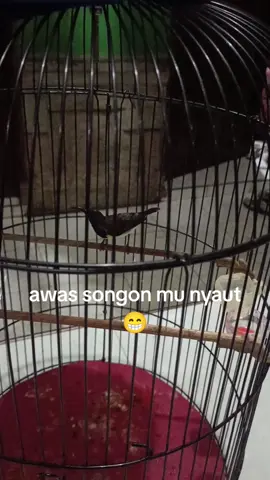 pancingan sogon emosi #sogonmania  #sogongacor  #kicaumaniaindonesia 