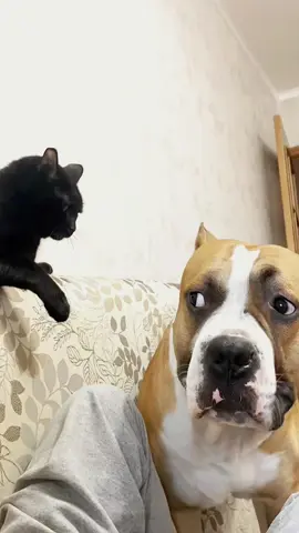 Try not to laugh when you watch 😂😂😂 #funny #dog #animals #funnyvideos #cat 