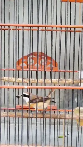 ini loncat2 mulu kek monyet,.haduhh #kicaumania #masteranmuraibatu #loginmurai #cendetmonyet #cendetmacan #pentetmonyet #pentetmacan #fyp #viral #trending 