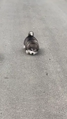 #trend #dog #cutedog #viral #funny 