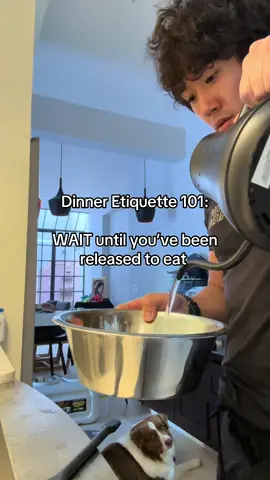 Dinner Etiquette 101: WAIT until you’ve been released to eat #DogTraining #doghandler #servicedog 