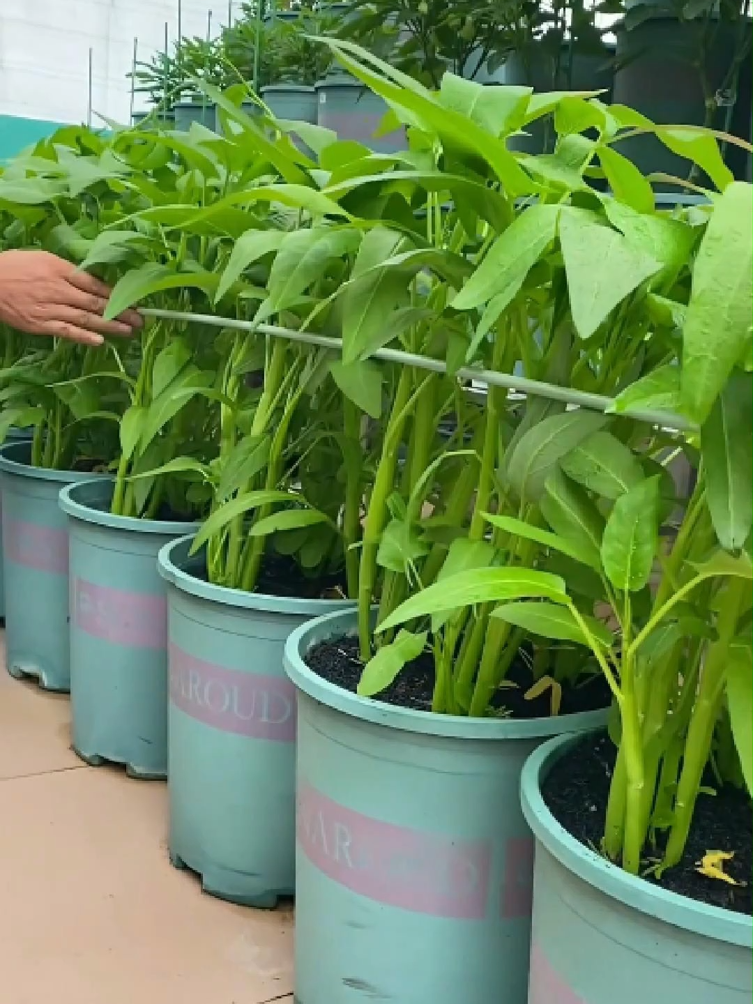 Lahir dengan tiga cabang hasil lebih banyak daripada kangkung biasa sekarang memang masa untuk semai! #BenihKangkungTigaCabang #Kangkung #TanamKangkung