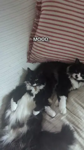 #happycat #cutecats #cats #fluffycats 