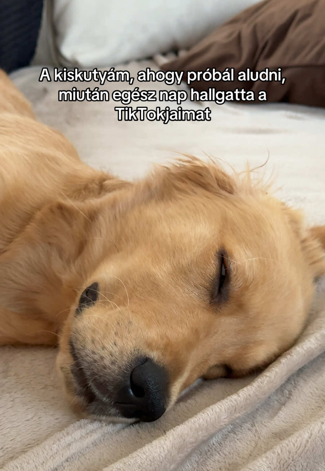 #dogtok #viral #fyp #goldenretriever #nekedbelegyen 