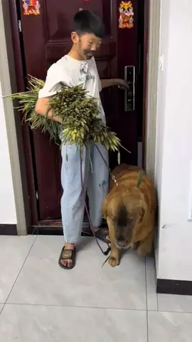 #funnyvideos #dog #comedy #xuhuong 