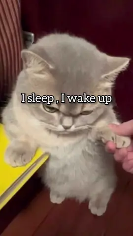 I'm tired of being tired 😭#tiktok #foryou #foryoupage @TikTok @TikTok UK 