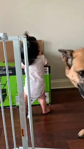 Love and protect #dogsoftiktok #dog #pet #funny #dogandbaby #usa 