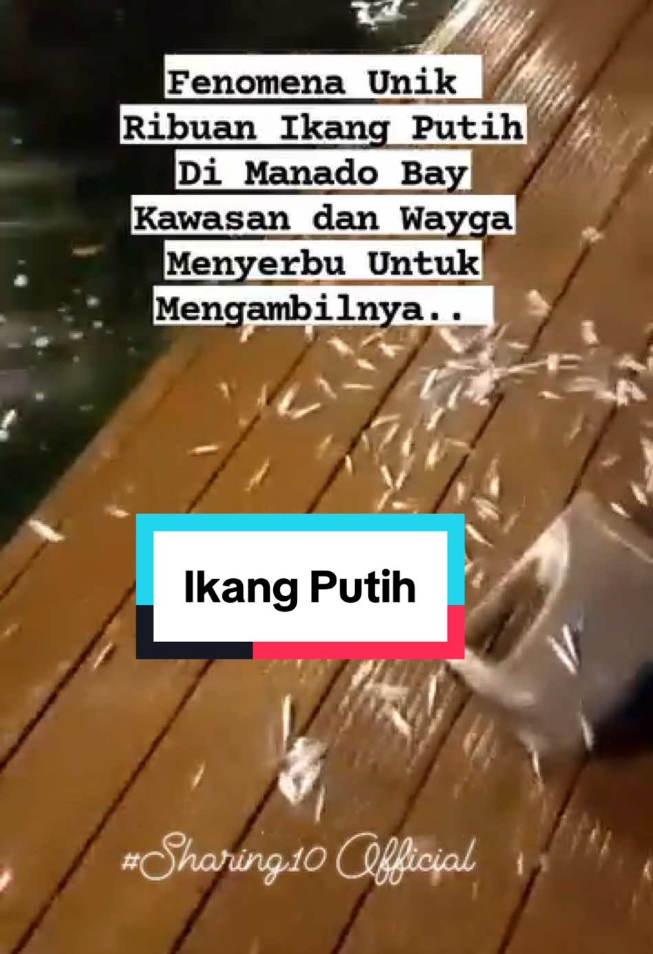 Fenomena Unik Di Kawasan Manado Bay 19 Agustus 2025 .. #ikangputih #manadobay #viral #manado #fenomena 