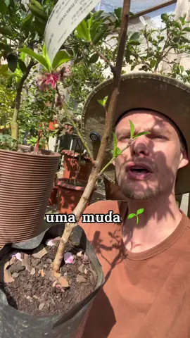 O tamanho do vaso importa pra frutas!  👉Vasos e adubos da @Nutriplan  #pomar #frutas #pomaremvasos 