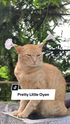 Pretty Little Oyen 😍 #cutecat #catsoftiktok #kucinglucu #kucingtiktok #cutecats 