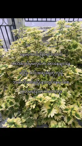 မိဘနွေးထွေးမူတော့ လိုချင်မိတယ်#foryou 