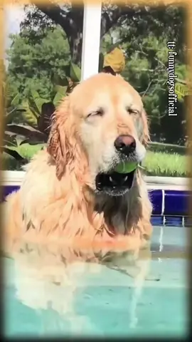 Sleepy dogs be like.....🤣 #funny #sleepy #tired #sleepydogs #dogs #animals #pets #viralvideos #foryou #blowthisup #fypシ #viral #foryoupage #fail
