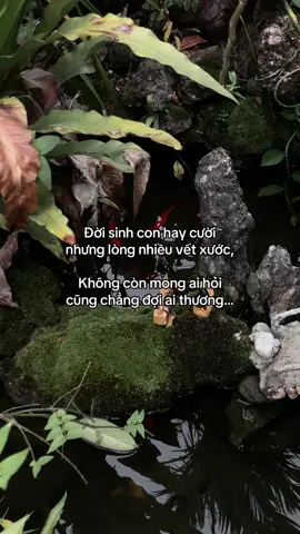 …#tamtrang #story 