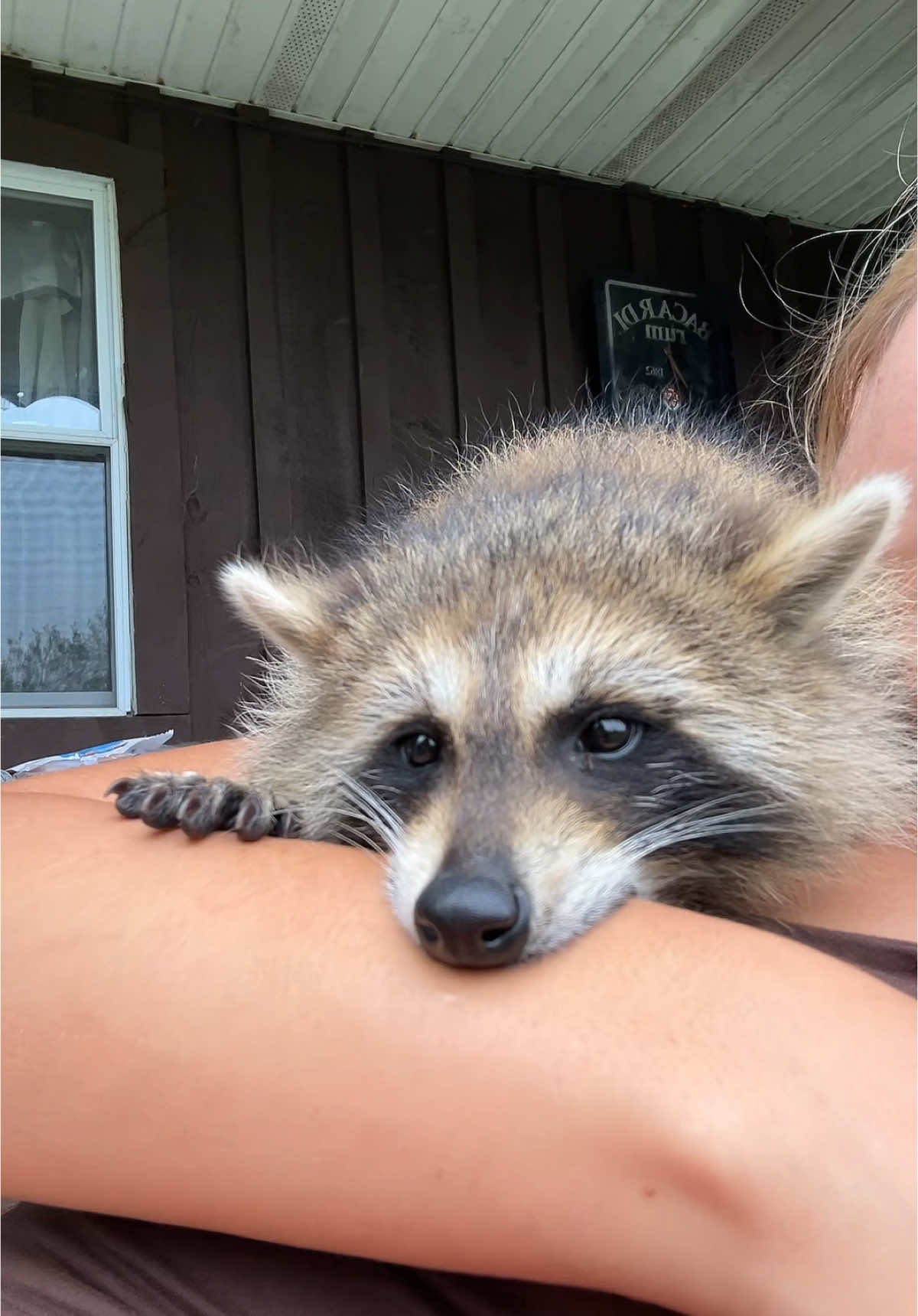 Just normal raccoon activities  #raccoonsoftiktok #raccoonlife #raccoons #fyp #raccoon #cute #mamaluv #babyanimals 
