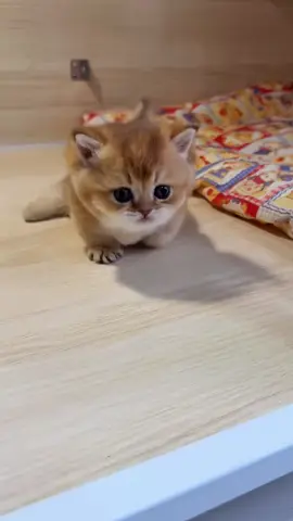 #little #cute #cat #baby #fyp