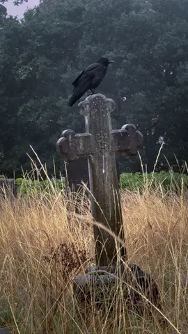 Drizzle/Wet Crows . . . #crows #cemetery #graveyard #cemeterywildlife #rain 