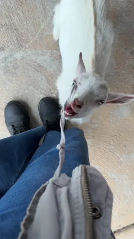 Baby goats as your yoga buddies? Yes pls 🐐✨ Because nothing says ‘wellness’ like downward dog with a side of goat zoomies. Would you try this with your bestie? #goats #yoga #babygoats #wellnes #goodvibes 